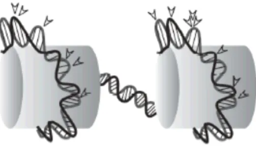 Figure  1-8.  Preferred  DNA  integration  sites  into  nucleosomal  DNA.  The  arrows  indicate favorable sites for retroviral integration