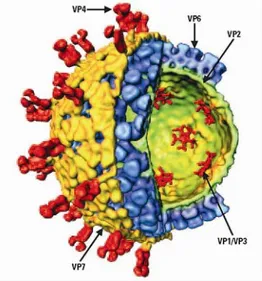 FIG. 1:  cut-away view of the rotavirus TLP  showing the outer layer (VP7 in yellow and  VP4 in red), the middle layer (VP6 in blue)  and the inner layer (VP2 in green) surrounding  the enzymes VP1 and VP3 (in red), which are  anchored to the inside of the