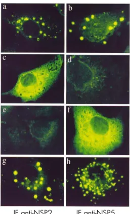 FIG. 9:  Localization of rotavirus NSP2 and NSP5 in  viroplasms and VLS. The two proteins were detected  by immunofluorescence microscopy using antibodies  specific for NSP2 or NSP5 as indicated, in cells  infected with SA11 rotavirus (a, b), transfected w