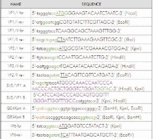 TAB. 2: Oligonucleotides used in cloning procedures. The portions of sequence corresponding  to coding sequences are indicated in capital letters