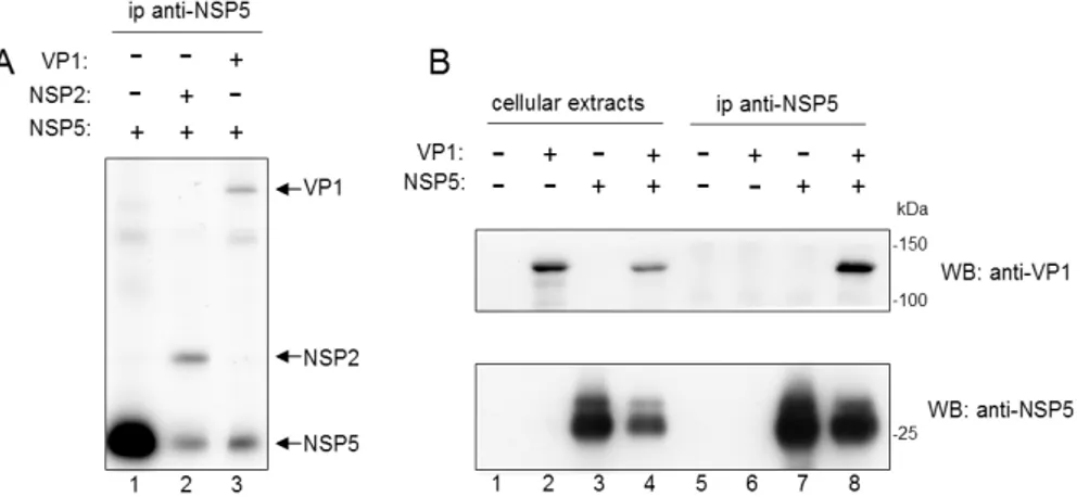 FIG. 1: Coimmunoprecipitation of VP1 and NSP5. A) Immunoprecipitation (ip) with anti-NSP5 serum  of DSP cross-linked extracts of  35 S-methionine labelled cells transiently transfected with the indicated 