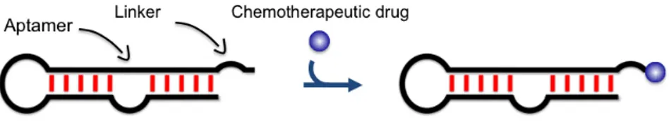 Fig. 14 Schematic diagram of covalent aptamer-drug conjugate.  Aptamer bearing a  functionalizing  linker  is  covalently  conjugated  with  a  chemotherapeutic  drug  at  1:1  stoichiometry