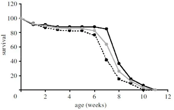 Figure 1.4: Survival trajectory of Nothobranchius furzeri in the laboratory. Survival is expressed as a percentage of maximum  survival