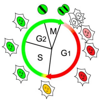 Figure 1.6: Cell cycle visialization with FUCCI reporters. Cells that brings FUCCI reporters emit green fluorescence during S G2  and M phases, red fluorescence during G1 and G0 phases and are colorless at the interface between M and G1/G0 phase