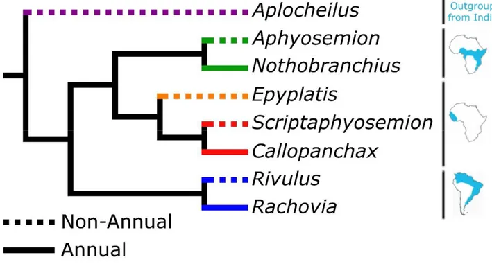 Figure 2.1:  Phylogram of the species used for the experiments. Dashed lines indicate non-annual species, solid lines annual  species and color codes for the three evolutionary lineages