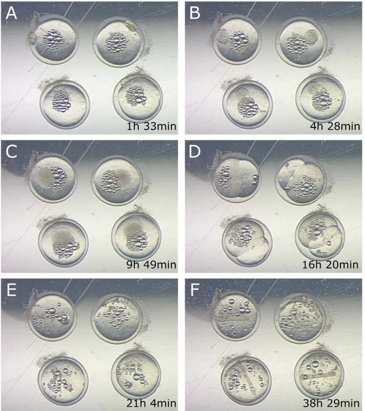 Figure 2.2: Killifish embryo time lapse example. Figures show Aplocheilus lineatus embryos raw acquisitions, in some of the  critical developmental steps: segmentation (A), asynchronous cell divisions (B,C)  epiboly (D), axis formation (E) axis grow (F)