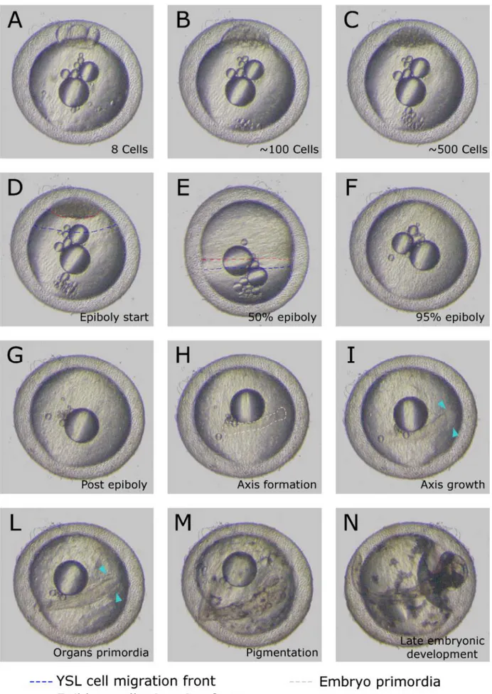 Figure 2.4: Killifish developmental table. Aphyosemion striatum (non annual) complete embryonic development