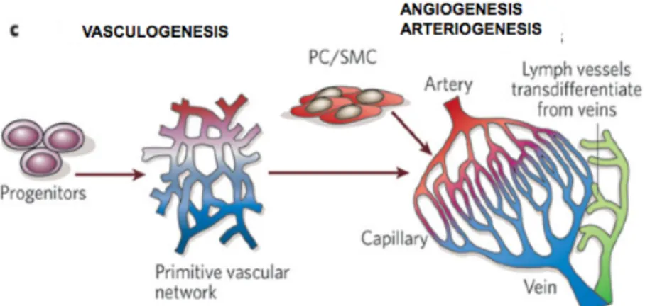 Figure  1.1.  Mechanisms  of  vessel  development.  A  primitive  vascular 