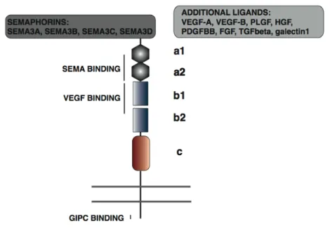 Figure  1.7.  Interaction  of  Neuropilin1  with  different  ligands.  NP1 