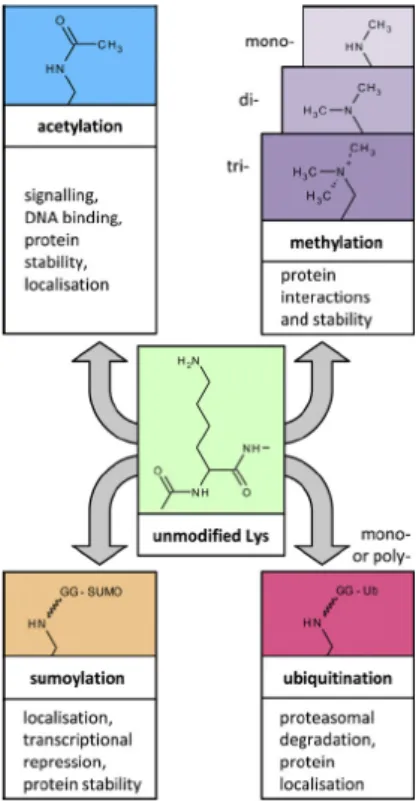 Figure  1.9.  Lysine  modifications.  The  ε-amino  group  of  lysine  can  be 