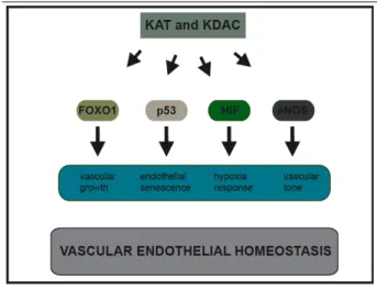 Figure 1.12. Aceylation is involved in vascular biology. KAT and KDAC 