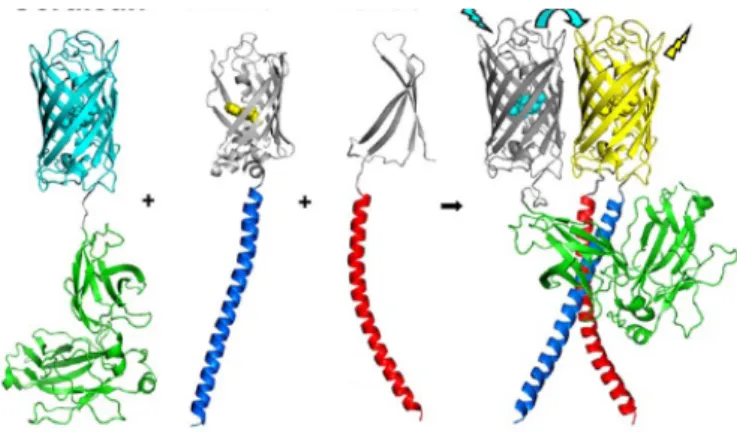 Figure 1.16. BIFC based FRET. Visualization of ternary complexes can be 