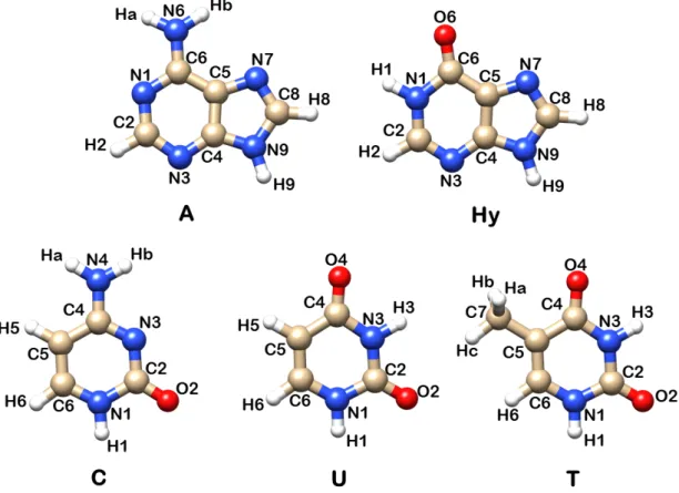Figure 1.1: Structures and numbering schemes of the nucleobases monomers inves- inves-tigated in this work, namely the purines adenine (A), hypoxanthine (Hy), and the pyrimidines cytosine (C), uracil (U) and thymine (T).