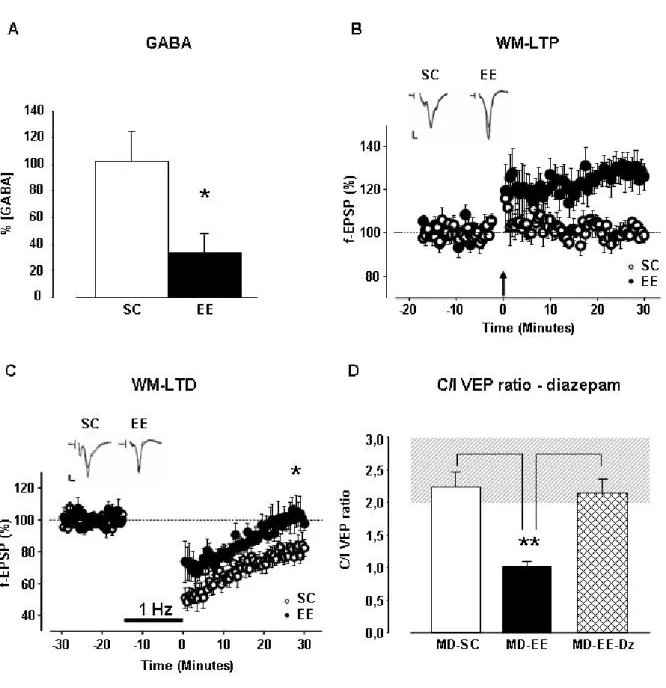 Figure 11: EE reduces GABAergic neurotransmission in the adult visual cortex. (A) EE reduces GABA  release in the visual cortex