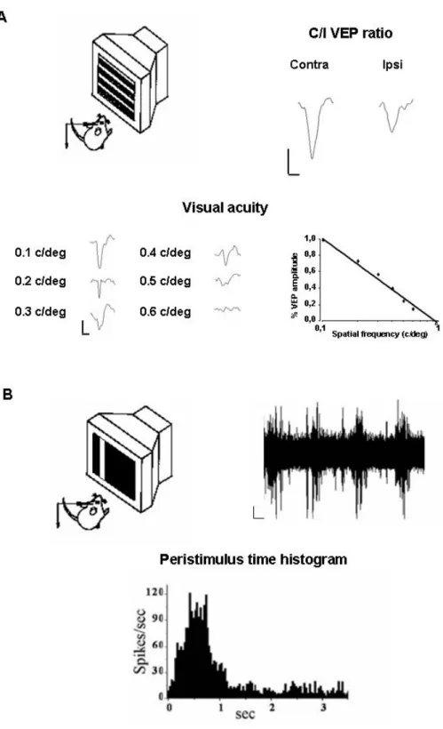 Figure 2: An illustrative diagram of in vivo electrophysiology. VEPs and single-cell activity were recorded  from the binocular portion of the visual cortex