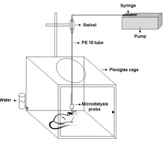 Figure 5: Schematic diagram of in vivo brain microdialysis. Sampling of dialysates was performed in freely  moving animals