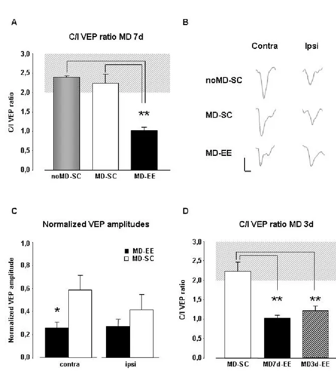 Figure 6:  Environmental enrichment (EE) reactivates ocular dominance (OD) plasticity in the adult  visual cortex: Visual Evoked Potentials (VEPs)