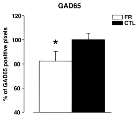 Figure 7: GAD65 expression quantified through immunohistochemistry was significantly lower in the visual cortex of FR rats (n=6) than in controls (n=6; t-test p=0.001).