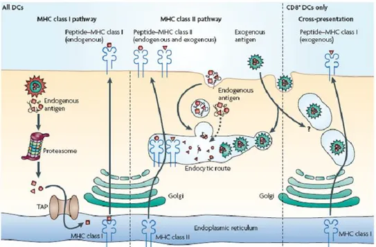 Figure 3. Antigen presentation pathways by DCs. All DCs have functional MHC class 