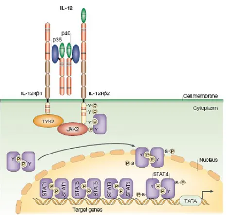 Figure  10. IL-12  receptor  signaling pathway  The interleukin-12 (IL-12) receptor is 