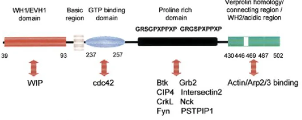 Figure  1.  Functional  domains  of  WASp  and  their  interacting  proteins.    In  the 