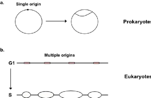 Figure 1.1: Regulation of DNA replication by origin usage. While prokaryotes have a single origin