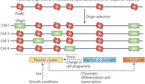 Figure 1.2: Different types of DNA replication origins.  The origins that will be activated at the