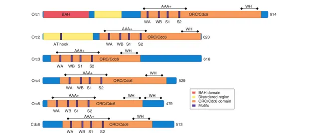Figure 1.4: Schematic pictures of ORC1-5 and Cdc6 proteins from S. cerevisiae. All ORC1-5 and