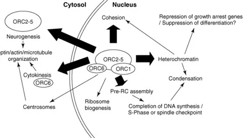 Figure 1.5 The many functions of the origin recognition complex. This diagram describes roles for