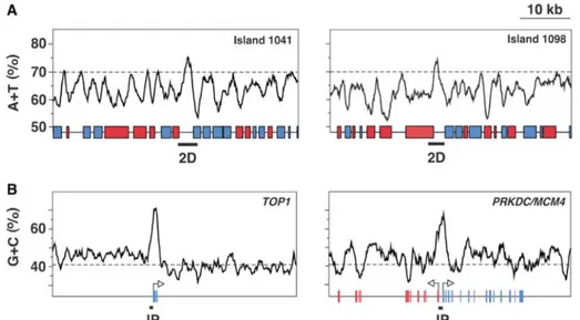 Figure 1.8: A/T-rich and C/G-rich islands at DNA replication origins. A. A/T content through the