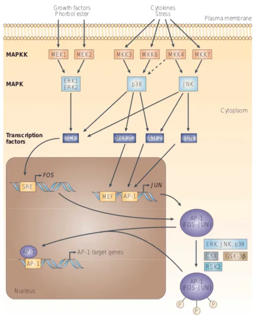 Figure   1.11:   Transcriptional   and   post-translational   activation   of  AP-1.  The   activity   of  AP-1