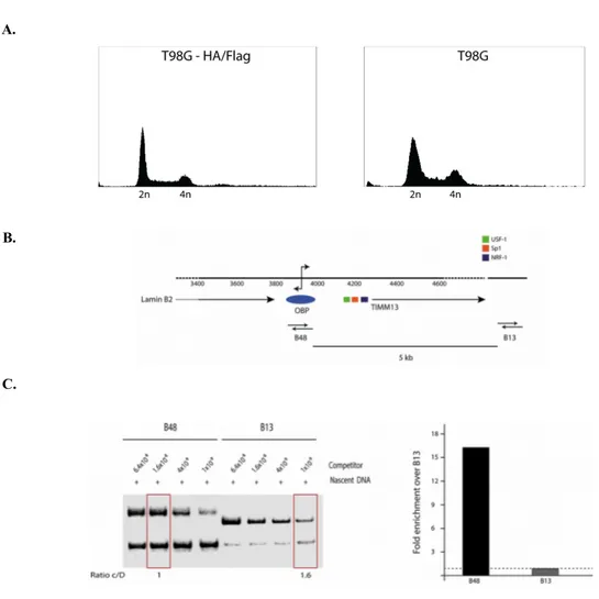 Figure 3.1: Flow cytometry and nascent DNA analyses on the T98G-HA/Flag stable clone.  A.