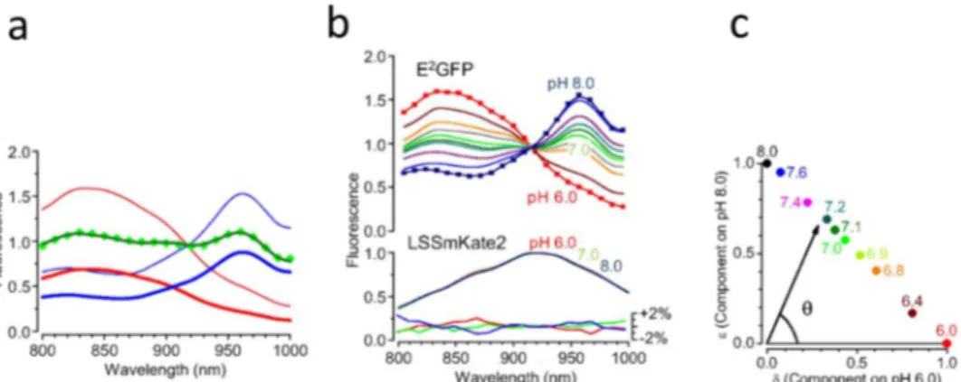 Fig 1.4.2 Two-photon spectra of LSSmClopHensor in aqueous solution. a Excitation spectra of  the  E 2 GFP  and  LSSmKate2 components  of  LSSmClopHensor at  different  levels  of  pH  at  24 °C