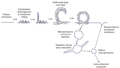 Figure 1.14: Pathway of macropinocytosis. Macropinocytosis in- in-volves actin cytoskeleton rearrangement at the plasma membrane leading to the formation of membrane ruffles