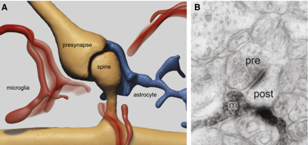 Figure 1.16: Dynamic Interaction of Microglial Processes with the Quadripartite Synapse: (A) Microglial processes (red) dynamically contact the cellular compartments of the tripartite synapse: pre- and postsynaptic neuronal terminals (in brown) as well as 