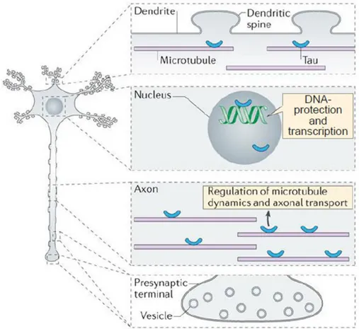 Figure  1.3:  Tau  subcellular  localization  and  function.  Adapted  from  Wang  and  Mandelkow, 