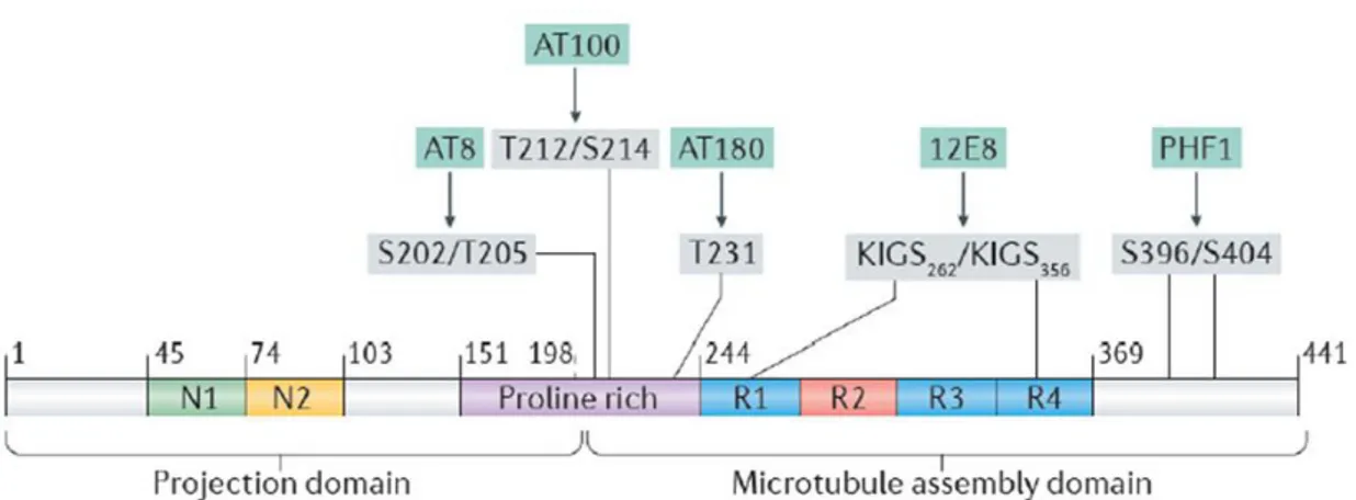 Figure  1.6:  Relevant  Tau  phosphorylation  residues.  Adapted  from  Wang  and  Mandelkow, 