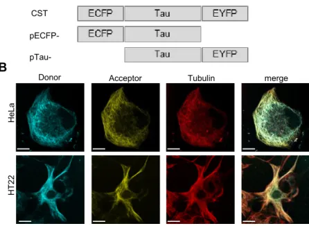 Figure  3.1.  Conformational  Sensitive  Tau  sensor  (CST)  construct  colocalizes  with  tubulin  in cells