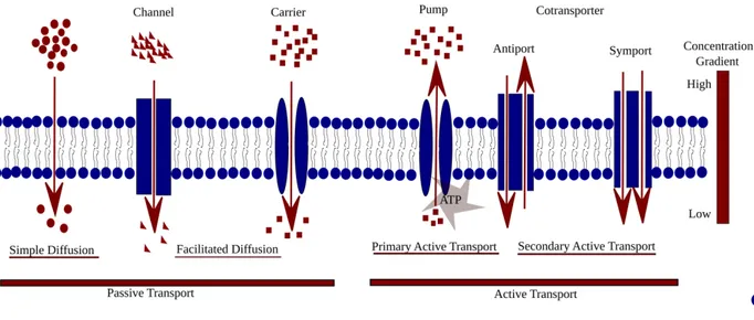 Figure 2.3: Schematic of different mode of transports mediated by channel, carrier and transport proteins