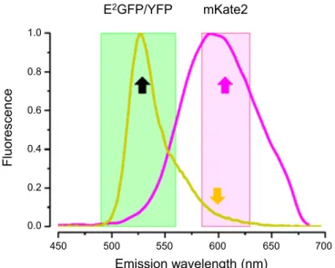 Fig. S5. Comparison of the fluorescence center band in the red channel for YFP and LSSmKate2