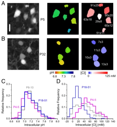 Fig. 5. Developmental shift of steady-state intraneuronal chloride concen- concen-tration in vivo