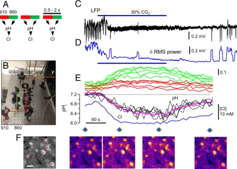 Fig. 7. Dynamic imaging of pH i and Cl i in vivo during hypercapnia induced by CO 2 inhalation