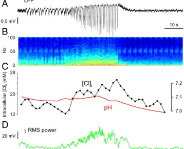 Fig. 8. Dynamic imaging of pH i and Cl i during epileptic seizure in vivo. (A) Seizures were triggered in the occipital cortex in vivo in an adult mouse (about 2 mo of age) by means of localized treatment with the convulsive agent 4-AP