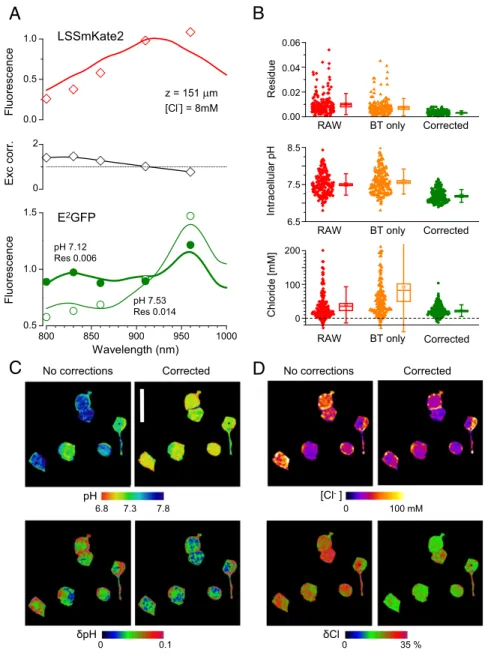 Fig. 4. Computation of pH i and [Cl − ] i . (A) Open symbols show the excitation spectrum of LSSmKate2 measured at the depth of 150 μm in a P18 mouse