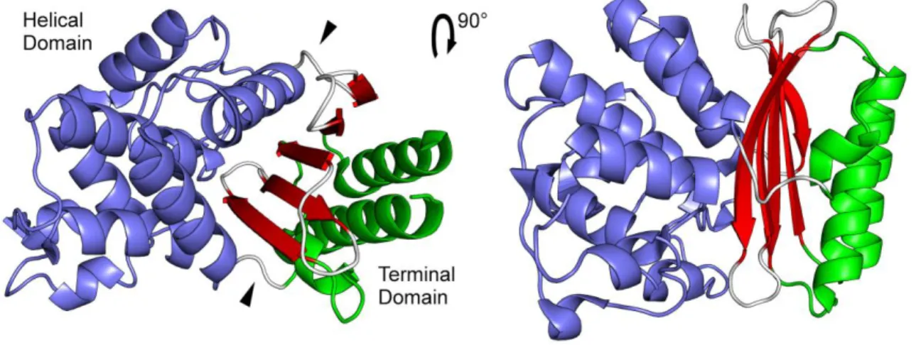 Figure 1.4.4 General structure of TEM-1 β-lactamase (PDB id 1ZG4) The protein is divided 