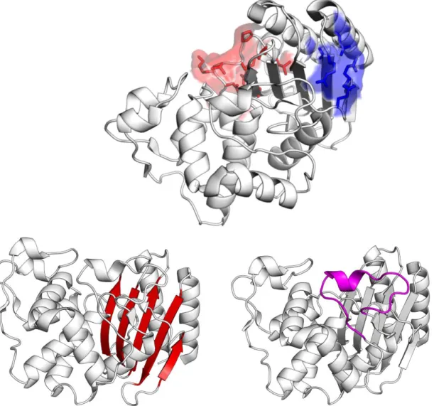 Figure 1.4.5 Features of TEM-1 β-lactamase (PDB id 1ZG4) Top: the residues interacting in 