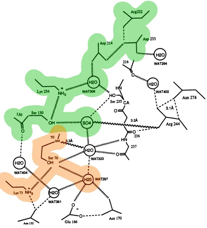Figure 1.4.6 (adapted from (Jelsch et al., 1993)) Interactions in the active site of TEM-1 β- β-lactamase (PDB id 1ZG4)