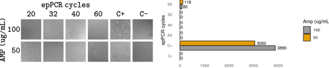 Figure 2.2.4 Effect of mutational load on cell survival under selective pressure 