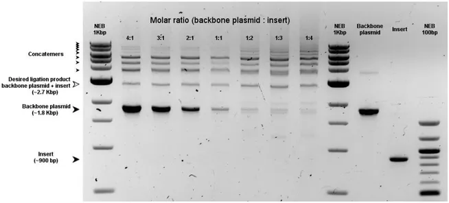 Figure 2.2.7 Concatemerization observed in ligation libraries of beta lactamases at  different backbone plasmid: insert ratios
