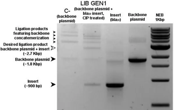 Figure 2.2.8 First generation of the error prone PCR libraries after ligation. 